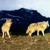 Wolves Calendar 2005 08