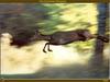 Jumping Deer
