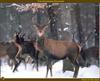 Red Deer (Cervus elaphus)