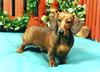 Miniature Dachshund