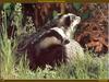 Eurasian Badger (Meles meles)