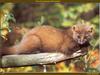 European Pine Marten (Martes martes)