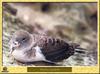 Cory's Shearwater (Calonectris diomedea)