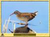 Water Rail (Rallus aquaticus)