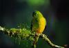 Orange-bellied Parrot (Neophema chrysogaster)