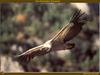 Eurasian Griffon Vulture (Gyps fulvus)