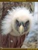 Eurasian Griffon Vulture (Gyps fulvus)