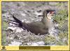 Collared Pratincole (Glareola pratincola)