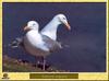 Herring Gull (Larus argentatus)