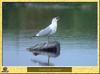 Common Gull (Larus canus)