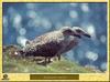 Great Black-backed Gull (Larus marinus)