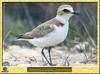 Kentish Plover (Charadrius alexandrinus)