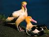 Short-tailed Albatross (Diomedea albatrus)