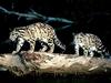 Balance, Clouded Leopard