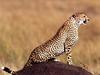Posture, Cheetah
