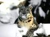 Relaxing, Snow Leopard