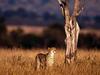 Scouting, Cheetah