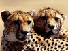 Strategic Planning, Cheetah Pair