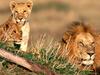 Father Figure, African Lions