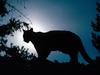 Moonlighting, Cougar