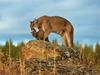 Motherly Love, Cougar