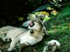 Tounge 'n Cheek, Cougars