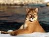 Winter Shoreline, Cougar