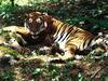 Tigress Nursing Cubs, Bengal Tigers - Bengal tiger (Panthera tigris tigris)