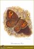 Large Wall Brown (Lasiommata maera)