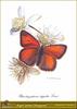 Purple-edged Copper (Lycaena hippothoe)