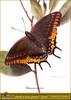 Two-tailed Pasha (Charaxes jasius)