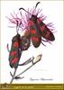 Six-spot Burnet (Zygaena filipendulae)