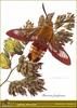 Broad-bordered Bee Hawk-moth (Hemaris fuciformis)