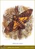 African Death's Head Hawkmoth (Acherontia atropos)