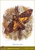 African Death's Head Hawkmoth (Acherontia atropos)