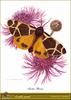 Yellow Tiger Moth (Arctia flavia)