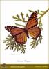 Monarch Butterfly (Danaus plexippus)