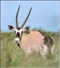 Gemsbok (Oryx gazella)