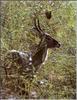 Waterbuck (Kobus ellipsiprymnus)