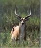 Red Lechwe (Kobus leche)