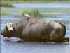 African Buffalo (Syncerus caffer)