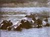 River Hippos (Hippopotamus amphibius)