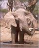 African Elephants (Loxodonta africana)