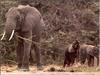 African Elephants (Loxodonta africana)