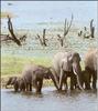 African Elephants (Loxodonta africana)