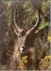 Waterbuck (Kobus ellipsiprymnus)
