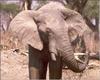 African Elephants (Loxodonta africana)