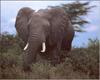 African Elephant (Loxodonta africana)