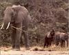 African Elephants (Loxodonta africana)