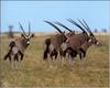 Gemsbok (Oryx gazella)